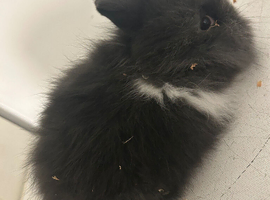 4 lion head rabbits- 9 week old