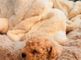 Poochon puppies
