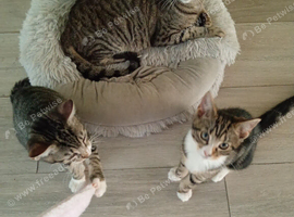 Kittens