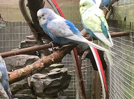 Beautiful young budgies this years