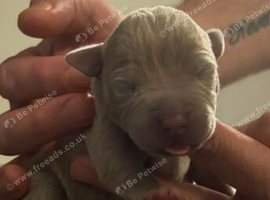 Puppies