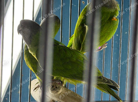 Babys Senegal parrots