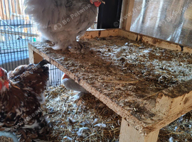 Cheapest on line trio young lavender pekins