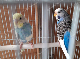 2 young female budgies may 2026 breed