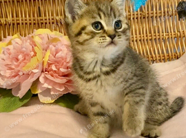BEAUTIFUL CHUNKY BSH BOY (READY NOW)