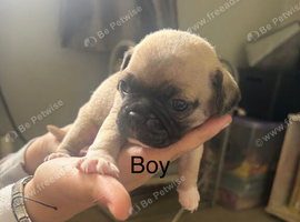 Frug puppies