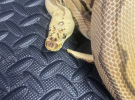 Pastel Batman female proven