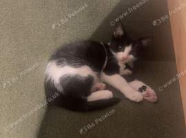 10 week old kitten