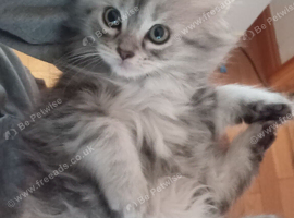 Gorgeous Maine Coon x Persian Kittens - &pound;450 Each!