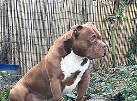 Pocket bully stud