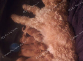8 adorable puppies
