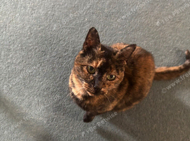 2 cats for rehoming