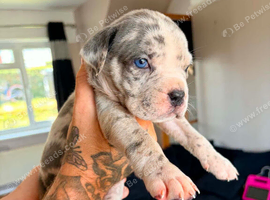 Cane corso x North American mastiff
