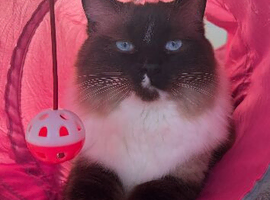 Male ragdoll