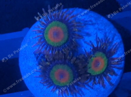 Rasta zoas ( 3 heads)