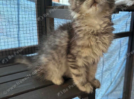 Main coon kittens