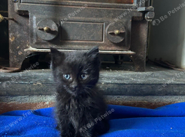 Full black little boy kitten