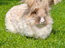 2 year old English Angora Doe