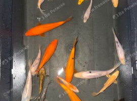 koi