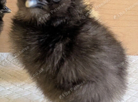 Day Old. Silkie Chickens
