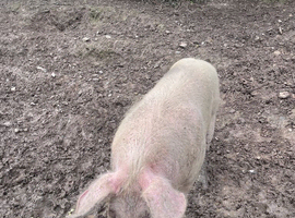 BOAR PIG LOOKING FOR NEW HOME