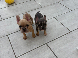 Gorgeous French babies