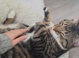 Bouncy ball mackerel tabby white 9 month kitten!!