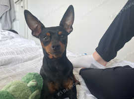 **STUNNING BOY MINIATURE PINSCHER FOR STUD ONLY**