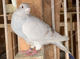 Show racer Mealy Cock beautiful pigeon