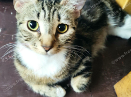 Love this little guy 4-month-old kitten is waiting for a home.