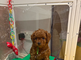F1BB Toy Cavapoo