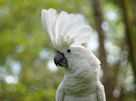 Experienced Male Owner Seeking Young Hand-Reared Major Mitchell or Umbrella Cockatoo &ndash; My Forever Ride-or-Die Velcro Bird