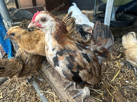 Silkie serama bantams