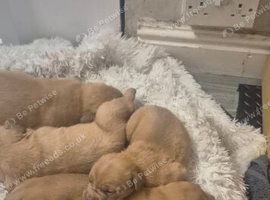Dogue de boardeux puppies
