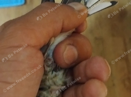 3x 2026 cock goldfinches