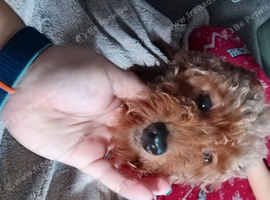 Amazing cockapoo