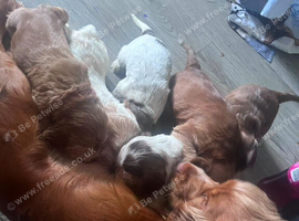 2 boy show Cocker spaniels for sale