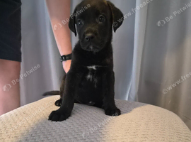 Staffy cross Mastiff pups