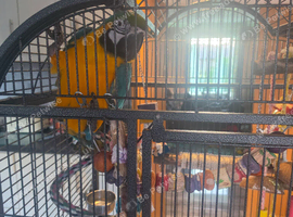 1 year old hand reared tame blue and gold macaw