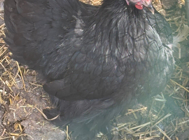 Pekins available in various colours