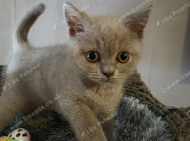 Pedigree blue and lilac British shorthair