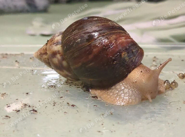 Giant African land snails