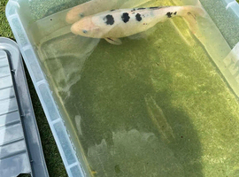 koi carp for sale.