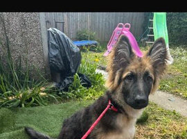 Beautiful  male gsd for sale!