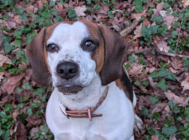 Beagle girl