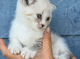 Scottish fold x BSH