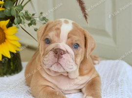 English Bulldog Puppies