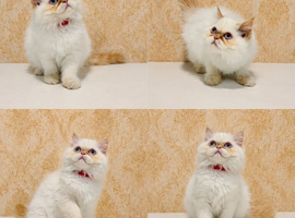 Beautiful Red Point Persian Cats Looking for Their Forever Homes
