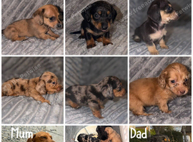 Miniature Dachshund Puppies