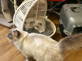 Bicolour ragdoll kittens
